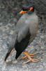 Bank Myna (Acridotheres ginginianus) - India