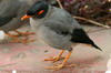 Bank Myna (Acridotheres ginginianus) - India