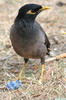 Martin triste (Acridotheres tristis) - Inde