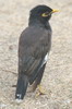 Common Myna (Acridotheres tristis) - India