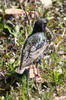 Etourneau sansonnet (Sturnus vulgaris) - France