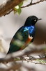 Choucador superbe (Lamprotornis superbus) - Ethiopie