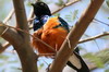 Superb Starling (Lamprotornis superbus) - Ethiopia