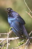 Choucador de Rppell (Lamprotornis purpuroptera) - Ethiopie