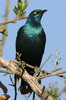 Greater Blue-eared Starling (Lamprotornis chalybaeus) - Ethiopia