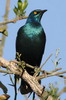 Choucador  oreillons bleus (Lamprotornis chalybaeus) - Ethiopie