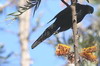 Red-winged Starling (Onychognathus morio) - Ethiopia