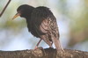 Common Starling (Sturnus vulgaris) - Argentina