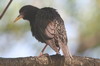 Etourneau sansonnet (Sturnus vulgaris) - Argentine