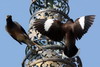 Martin triste (Acridotheres tristis) - Cambodge