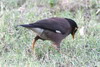 Martin triste (Acridotheres tristis) - Cambodge