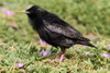 Spotless Starling (Sturnus unicolor) - Morocco