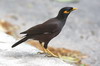 Common Myna (Acridotheres tristis) - Sri Lanka