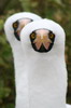 Nazca Booby (Sula granti) - Galapagos Islands