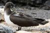 Nazca Booby (Sula granti) - Galapagos Islands