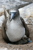 Fou  pieds bleus (Sula nebouxii) - Iles Galapagos