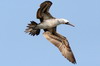 Peruvian Booby (Sula variegata) - Peru