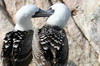 Peruvian Booby (Sula variegata) - Peru