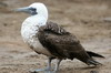 Peruvian Booby (Sula variegata) - Peru