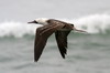 Peruvian Booby (Sula variegata) - Peru