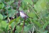 Common Whitethroat (Sylvia communis) - France