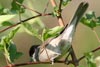 Eurasian Blackcap (Sylvia atricapilla) - France