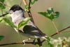 Fauvette  tte noire (Sylvia atricapilla) - France