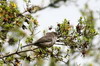 Brown Warbler (Sylvia lugens) - Ethiopia