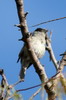 Eurasian Blackcap (Sylvia atricapilla) - Canary Islands