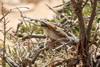 Fauvette grisette (Sylvia communis) - Maroc