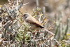 Fauvette grisette (Sylvia communis) - Maroc