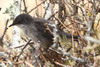 Sardinian Warbler (Sylvia melanocephala) - Morocco