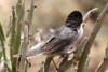Sardinian Warbler (Sylvia melanocephala) - Morocco