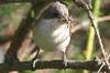 Lesser Whitethroat (Sylvia curruca) - Romania