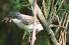 Lesser Whitethroat (Sylvia curruca) - Romania