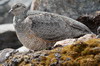 Rufous-bellied Seedsnipe (Attagis gayi) - Argentina