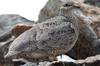 Rufous-bellied Seedsnipe (Attagis gayi) - Argentina