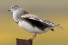 Least Seedsnipe (Thinocorus rumicivorus) - Argentina