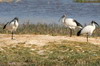 African Sacred Ibis (Threskiornis aethiopicus) - Botswana