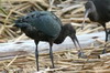 Puna Ibis (Plegadis ridgwayi) - Peru