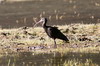 Ibis de Ridgway (Plegadis ridgwayi) - Pérou