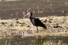 Puna Ibis (Plegadis ridgwayi) - Peru