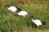 Ibis sacr (Threskiornis aethiopicus) - Ethiopie