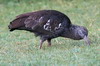 Wattled Ibis (Bostrychia carunculata) - Ethiopia