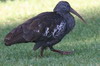 Wattled Ibis (Bostrychia carunculata) - Ethiopia