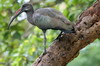 Hadada Ibis (Bostrychia hagedash) - Ethiopia