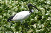 African Sacred Ibis (Threskiornis aethiopicus) - Ethiopia