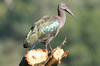 Ibis hagedash (Bostrychia hagedash) - Ethiopie