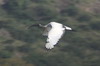 Ibis sacr (Threskiornis aethiopicus) - Ethiopie