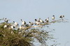 Ibis sacr (Threskiornis aethiopicus) - Ethiopie